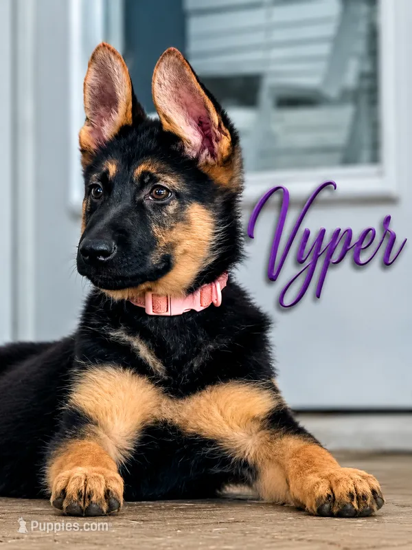 Vyper  – German Shepherd Dog puppy for sale in Mascotte, FL