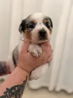 Zane, a male Australian Cattle Dog and Australian Shepherd for sale in Mascotte, FL – 3 of 4