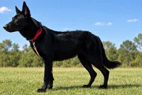 Rising From The Ashes , a female German Shepherd Dog for sale in Clermont, FL – 1 of 1