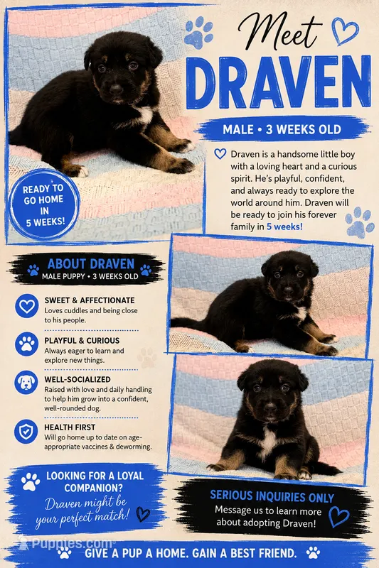 Draven  – Australian Shepherd, German Shepherd Dog puppy for sale in Clermont, FL
