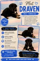 Draven , a male Australian Shepherd and German Shepherd Dog for sale in Clermont, FL – 1 of 3
