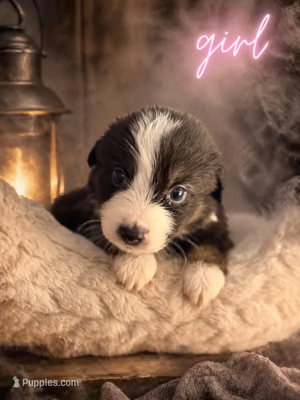 Tulsa  – Australian Shepherd puppy for sale in Mascotte, FL