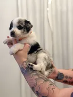 Stryker, a male Australian Cattle Dog and Australian Shepherd for sale in Mascotte, FL – 2 of 3