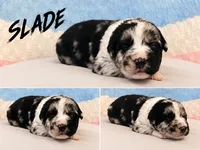 Slade , a male Australian Shepherd and German Shepherd Dog for sale in Mascotte, FL – 1 of 1
