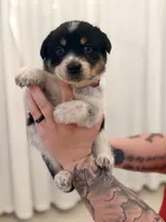 Maddox, a male Australian Cattle Dog and Australian Shepherd for sale in Mascotte, FL – 3 of 3