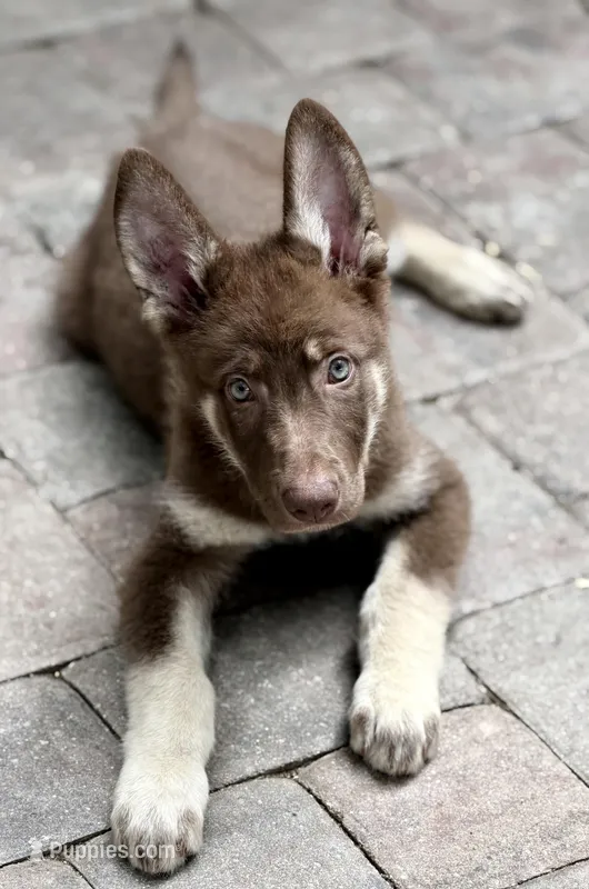 Bella , a female German Shepherd Dog for sale in Mascotte, FL – Photo 1 of 1