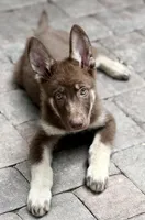 Photo of Bella 