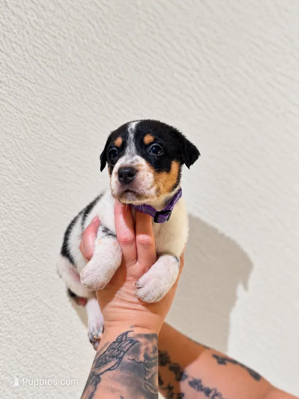 Ravena  – Australian Shepherd, Border Collie puppy for sale in Clermont, FL