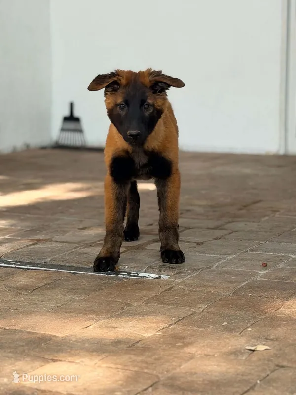 Belgian  – Belgian Malinois, Belgian Tervuren puppy for sale in Mascotte, FL