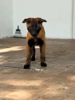 Belgian , a male Belgian Malinois and Belgian Tervuren for sale in Mascotte, FL – 1 of 2
