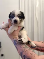 Wes, a male Australian Cattle Dog and Australian Shepherd for sale in Mascotte, FL – 2 of 4