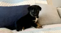 Draven , a male Australian Shepherd and German Shepherd Dog for sale in Clermont, FL – 2 of 3