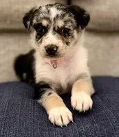 Medusa , a female Australian Shepherd and German Shepherd Dog for sale in Clermont, FL – 1 of 3