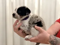 Sloan, a female Australian Cattle Dog and Australian Shepherd for sale in Mascotte, FL – 2 of 4