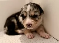 Medusa , a female Australian Shepherd and German Shepherd Dog for sale in Clermont, FL – 2 of 3