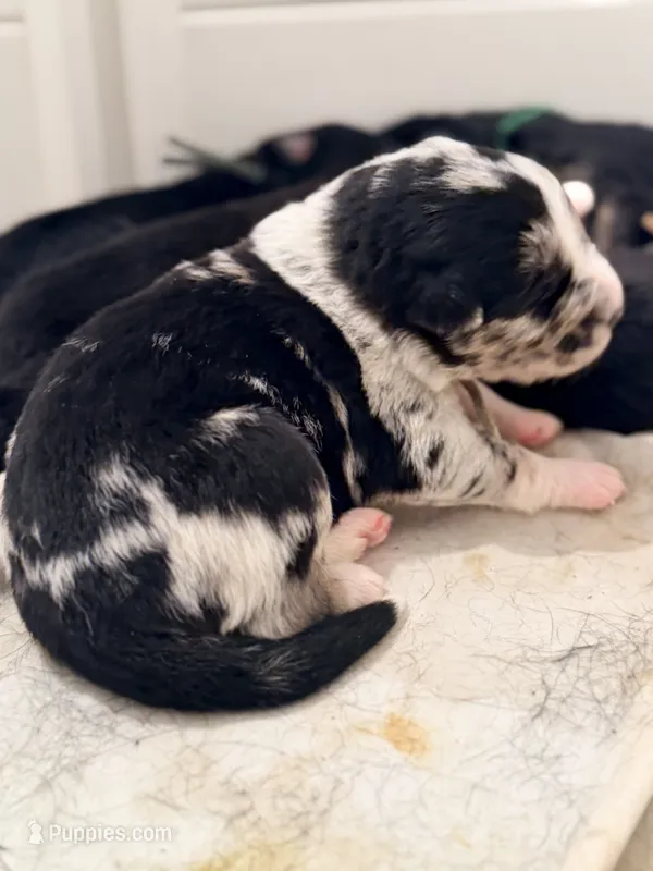 Hades  – Australian Shepherd, German Shepherd Dog puppy for sale in Mascotte, FL