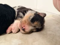 Hades , a male Australian Shepherd and German Shepherd Dog for sale in Mascotte, FL – 3 of 3