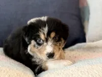 Hades , a male Australian Shepherd and German Shepherd Dog for sale in Clermont, FL – 3 of 4
