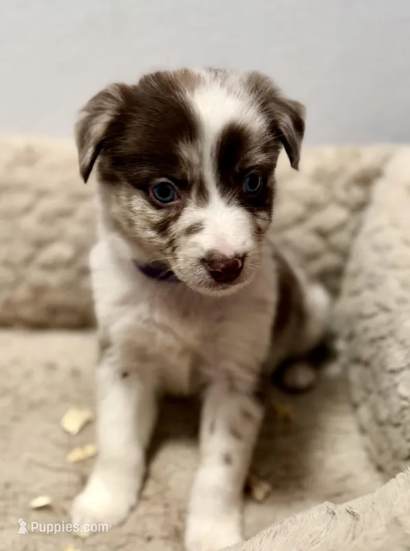 Ember – Australian Shepherd puppy for sale in Mascotte, FL