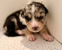 Medusa , a female Australian Shepherd and German Shepherd Dog for sale in Clermont, FL – 3 of 3
