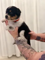 Maddox, a male Australian Cattle Dog and Australian Shepherd for sale in Mascotte, FL – 2 of 3