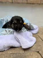 Barrage , a female German Shepherd Dog for sale in Mascotte, FL – 1 of 2