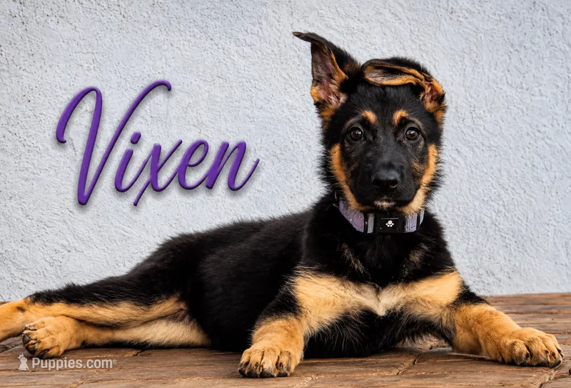Vixen – German Shepherd Dog puppy for sale in Mascotte, FL