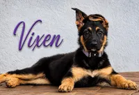 Vixen, a female German Shepherd Dog for sale in Mascotte, FL – 1 of 3