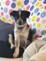 Cash , a male Australian Cattle Dog and Australian Shepherd for sale in Clermont, FL – 4 of 4