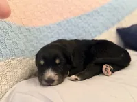 Draven, a male Australian Shepherd and German Shepherd Dog for sale in Clermont, FL – 3 of 3