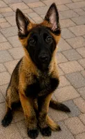 Timber , a male Belgian Malinois and Belgian Tervuren for sale in Mascotte, FL – 2 of 2