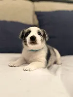 Havana , a female Australian Cattle Dog and Australian Shepherd for sale in Clermont, FL – 2 of 4
