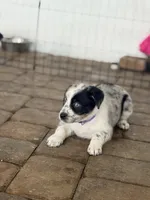 Sloan , a female Australian Cattle Dog and Australian Shepherd for sale in Clermont, FL – 2 of 6