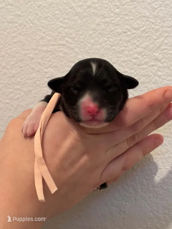 Azura – Australian Shepherd puppy for sale in Clermont, FL