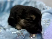 Hellania , a female German Shepherd Dog for sale in Mascotte, FL – 2 of 3