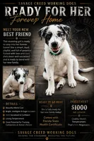 Havana , a female Australian Cattle Dog and Australian Shepherd for sale in Clermont, FL – 1 of 4