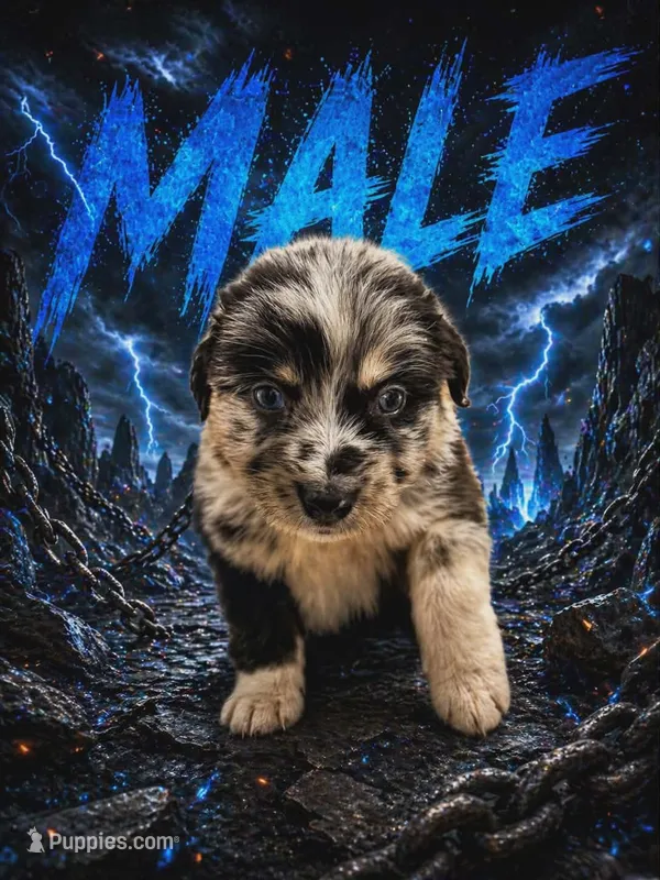 Diesel  – Australian Shepherd puppy for sale in Mascotte, FL