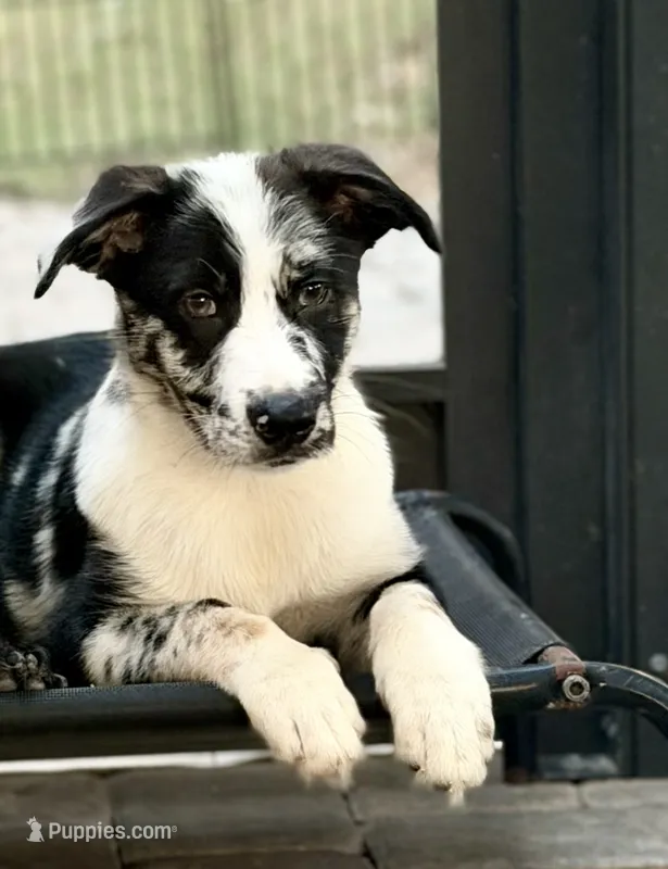 Bullet  – Australian Shepherd, German Shepherd Dog puppy for sale in Mascotte, FL