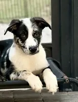 Bullet , a male Australian Shepherd and German Shepherd Dog for sale in Mascotte, FL – 1 of 2