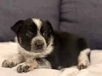 Cash, a male Australian Cattle Dog and Australian Shepherd for sale in Mascotte, FL – 4 of 4
