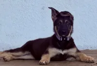 Vixen, a female German Shepherd Dog for sale in Mascotte, FL – 2 of 3