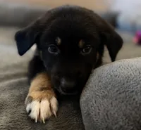Puppies , a male Australian Shepherd and German Shepherd Dog for sale in Mascotte, FL – Photo 5 of 7