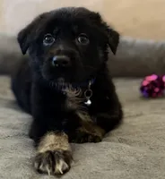 Puppies , a male Australian Shepherd and German Shepherd Dog for sale in Mascotte, FL – Photo 3 of 7