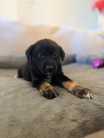Puppies , a male Australian Shepherd and German Shepherd Dog for sale in Mascotte, FL – Photo 7 of 7