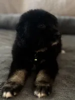 Puppies , a male Australian Shepherd and German Shepherd Dog for sale in Mascotte, FL – Photo 4 of 7