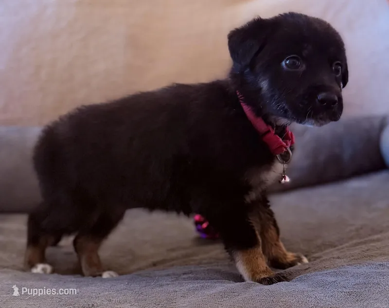 Puppies  – Australian Shepherd, German Shepherd Dog puppy for sale in Mascotte, FL