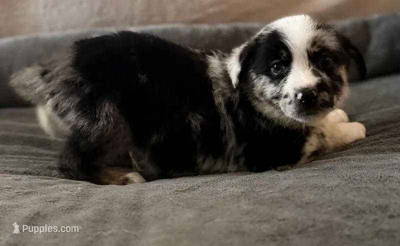 Puppies  – Australian Shepherd, German Shepherd Dog puppy for sale in Mascotte, FL