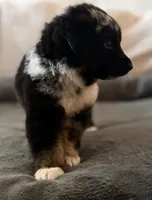 Puppies , a male Australian Shepherd and German Shepherd Dog for sale in Mascotte, FL – Photo 6 of 7