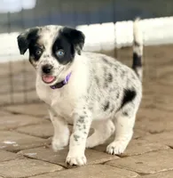 Sloan , a female Australian Cattle Dog and Australian Shepherd for sale in Clermont, FL – 3 of 6