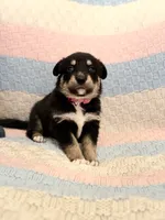 Widow , a female Australian Shepherd and German Shepherd Dog for sale in Clermont, FL – 3 of 3